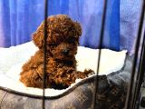 Yavru Safkan Kore Toy Poodle - Çok Uygun