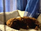 Yavru Safkan Kore Toy Poodle - Çok Uygun