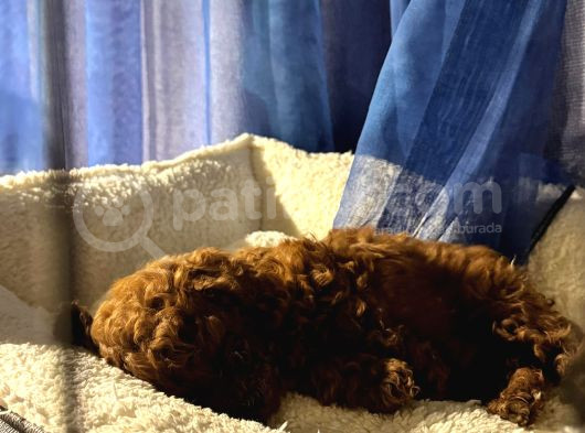 Yavru Safkan Kore Toy Poodle - Çok Uygun görsel
