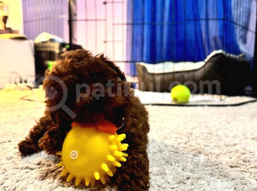 Yavru Safkan Kore Toy Poodle - Çok Uygun görsel