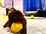 Yavru Safkan Kore Toy Poodle - Çok Uygun