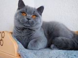 Ayı Surat Top Kafalı Safkan British Shorthair Yavruları