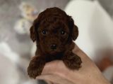 Kore Poodle RedBrown Yavrular 