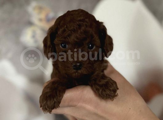 Kore Poodle Redbrown Yavrular 