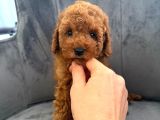 Orijinal Poodle Yavrular