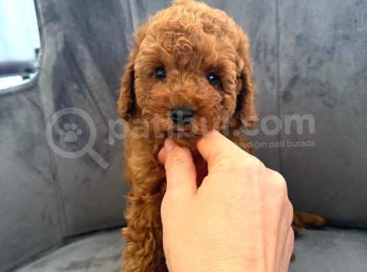 Orijinal Poodle Yavrular görsel