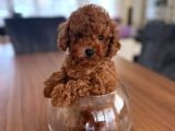 Orijinal Poodle Yavrular