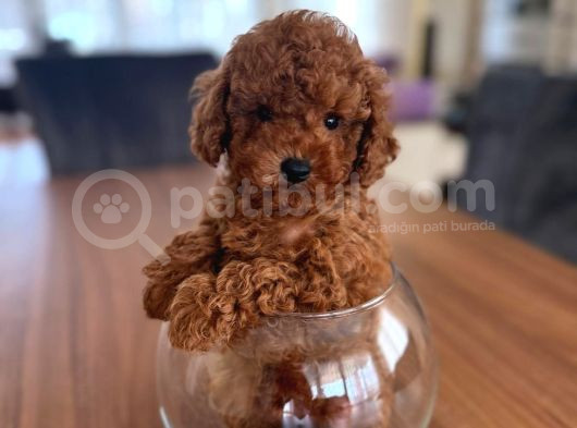 Orijinal Poodle Yavrular
