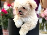 Pamuk Gibi Maltipoo Yavrusu