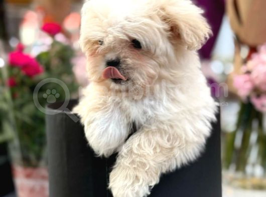 Pamuk Gibi Maltipoo Yavrusu