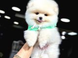 Yüksek Kalite Pomeranian Boo Yavrular