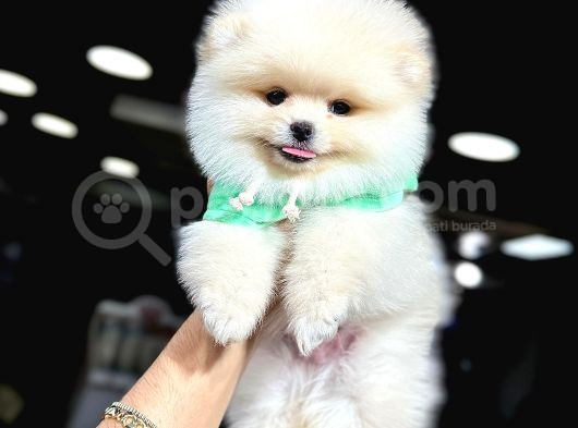 Yüksek Kalite Pomeranian Boo Yavrular görsel