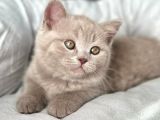 Muhteşem Rengi İle Lilac British Shorthair