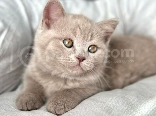 Muhteşem Rengi İle Lilac British Shorthair görsel