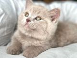 Muhteşem Rengi İle Lilac British Shorthair