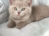 Muhteşem Rengi İle Lilac British Shorthair
