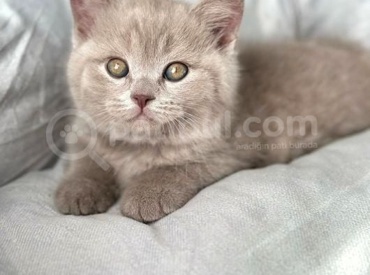 Muhteşem Rengi İle Lilac British Shorthair