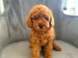 Sağlık Ve Irk Garantili Toy Poodle Yavrular