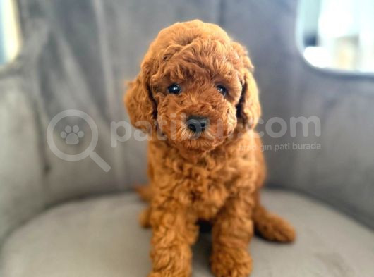 Sağlık Ve Irk Garantili Toy Poodle Yavrular görsel