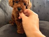 Sağlık Ve Irk Garantili Toy Poodle Yavrular