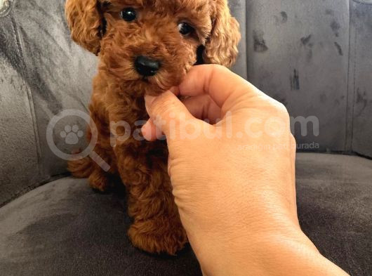 Sağlık Ve Irk Garantili Toy Poodle Yavrular görsel