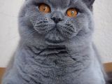 Ayı Surat Top Kafalı Safkan British Shorthair Yavruları