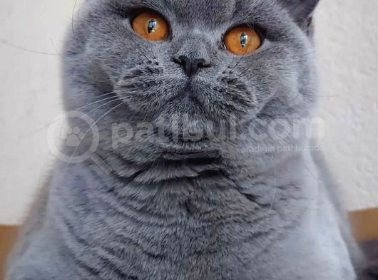 Ayı Surat Top Kafalı Safkan British Shorthair Yavruları görsel