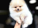 Yüksek Kalite Pomeranian Boo Yavrular