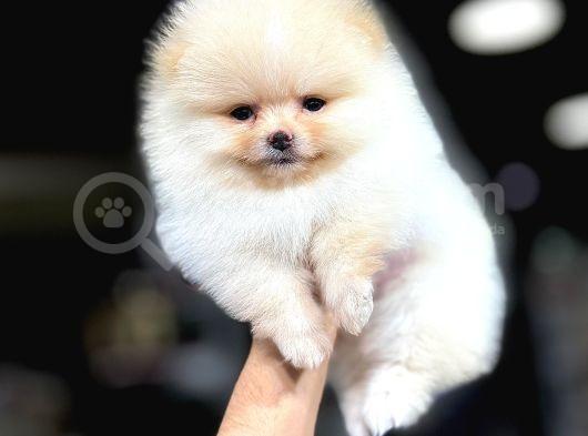 Yüksek Kalite Pomeranian Boo Yavrular görsel