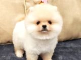 Üst Düzey Pomeranian Boo Orjinal Sıfır Burun Kızımız
