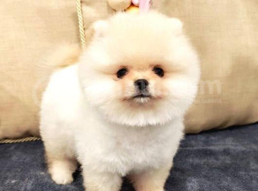 Üst Düzey Pomeranian Boo Orjinal Sıfır Burun Kızımız görsel