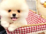 Üst Düzey Pomeranian Boo Orjinal Sıfır Burun Kızımız