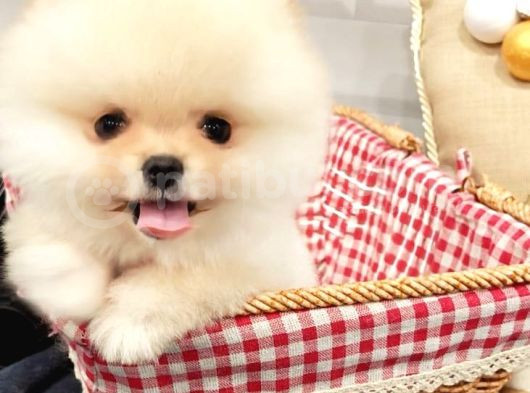 Üst Düzey Pomeranian Boo Orjinal Sıfır Burun Kızımız görsel