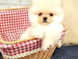 Üst Düzey Pomeranian Boo Orjinal Sıfır Burun Kızımız