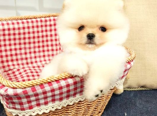 Üst Düzey Pomeranian Boo Orjinal Sıfır Burun Kızımız görsel