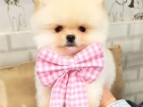 Üst Düzey Pomeranian Boo Orjinal Sıfır Burun Kızımız