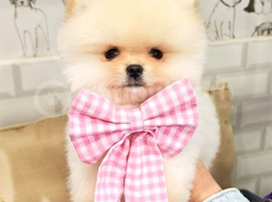 Üst Düzey Pomeranian Boo Orjinal Sıfır Burun Kızımız