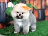 Üst Kalite Pomeranian Boo Orjinal Sıfır Burun Erkek Yavrumuz