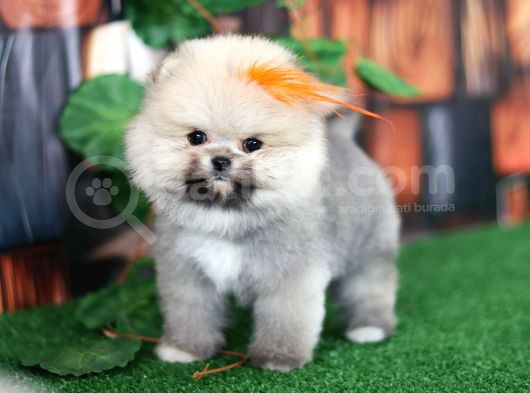 Üst Kalite Pomeranian Boo Orjinal Sıfır Burun Erkek Yavrumuz görsel