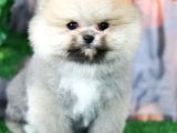 Üst Kalite Pomeranian Boo Orjinal Sıfır Burun Erkek Yavrumuz