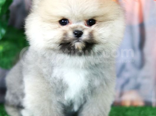 Üst Kalite Pomeranian Boo Orjinal Sıfır Burun Erkek Yavrumuz görsel