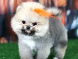 Üst Kalite Pomeranian Boo Orjinal Sıfır Burun Erkek Yavrumuz