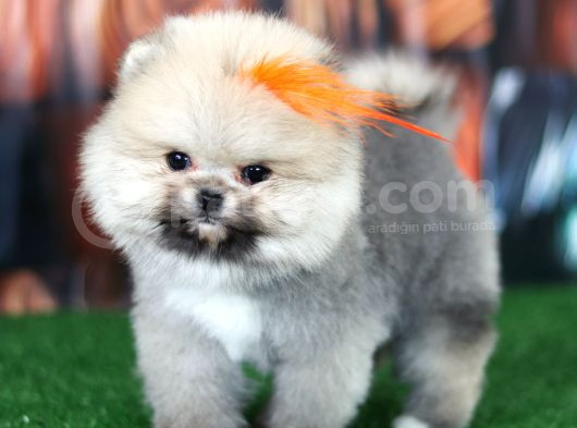 Üst Kalite Pomeranian Boo Orjinal Sıfır Burun Erkek Yavrumuz görsel