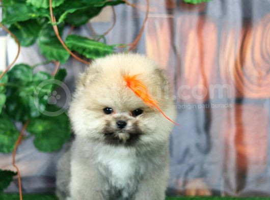 Üst Kalite Pomeranian Boo Orjinal Sıfır Burun Erkek Yavrumuz
