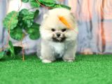 Üst Kalite Pomeranian Boo Orjinal Sıfır Burun Erkek Yavrumuz