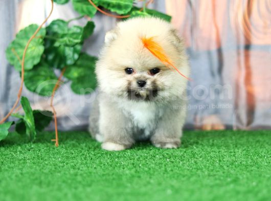 Üst Kalite Pomeranian Boo Orjinal Sıfır Burun Erkek Yavrumuz görsel