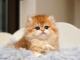 Show kalite orange british longhair