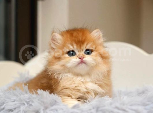 Show Kalite Orange British Longhair