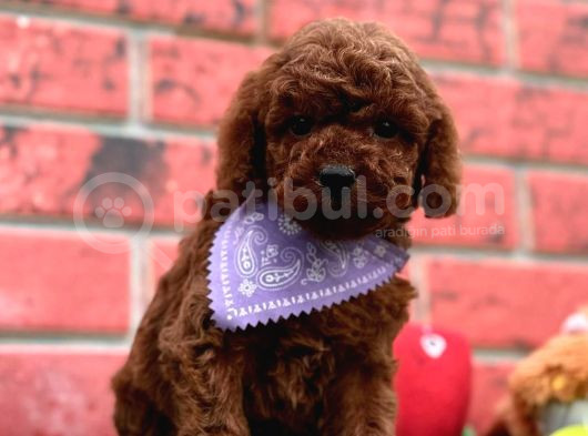Toy Poodle Yavrularimiz Yuvasini Ariyor görsel