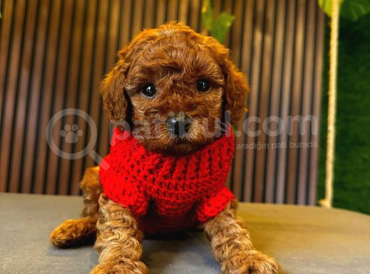 TCAP VE TOY POODLE IRK VE SAĞLIK GARANTİLİ